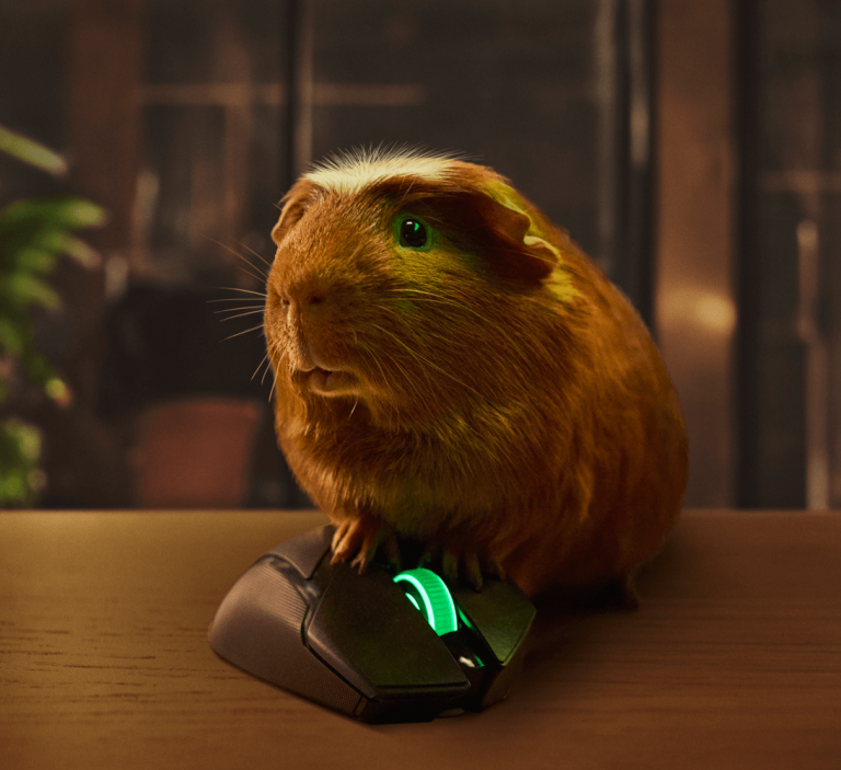 A guinea pig holding a computer mouse looking at a computer screen